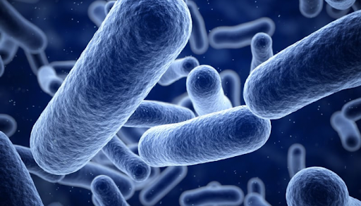 Understanding the Role of Probiotics in Vaginal Health and Treatment of Infections