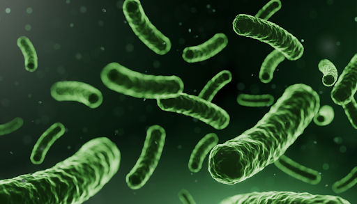 Identifying the Best Time to Take Probiotics: Expert Guide