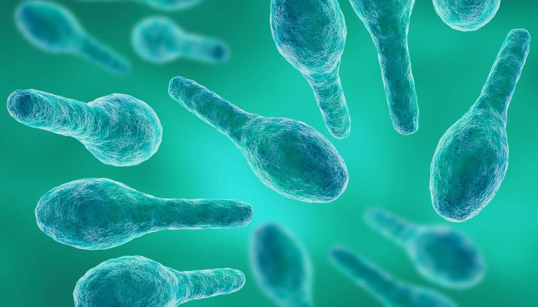 Does Fatty Liver Cause Gas and Bloating: Understanding the Gut-Liver Connection