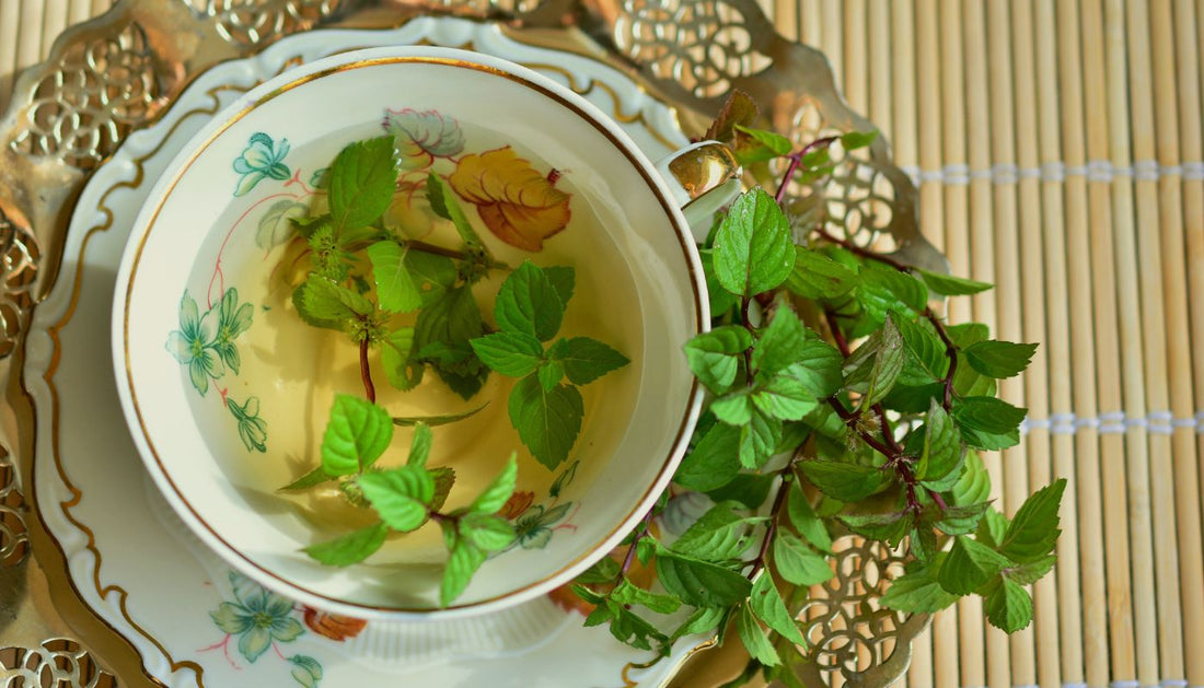 Green Tea, Probiotic Bacteria, and Gut Health: A Closer Look