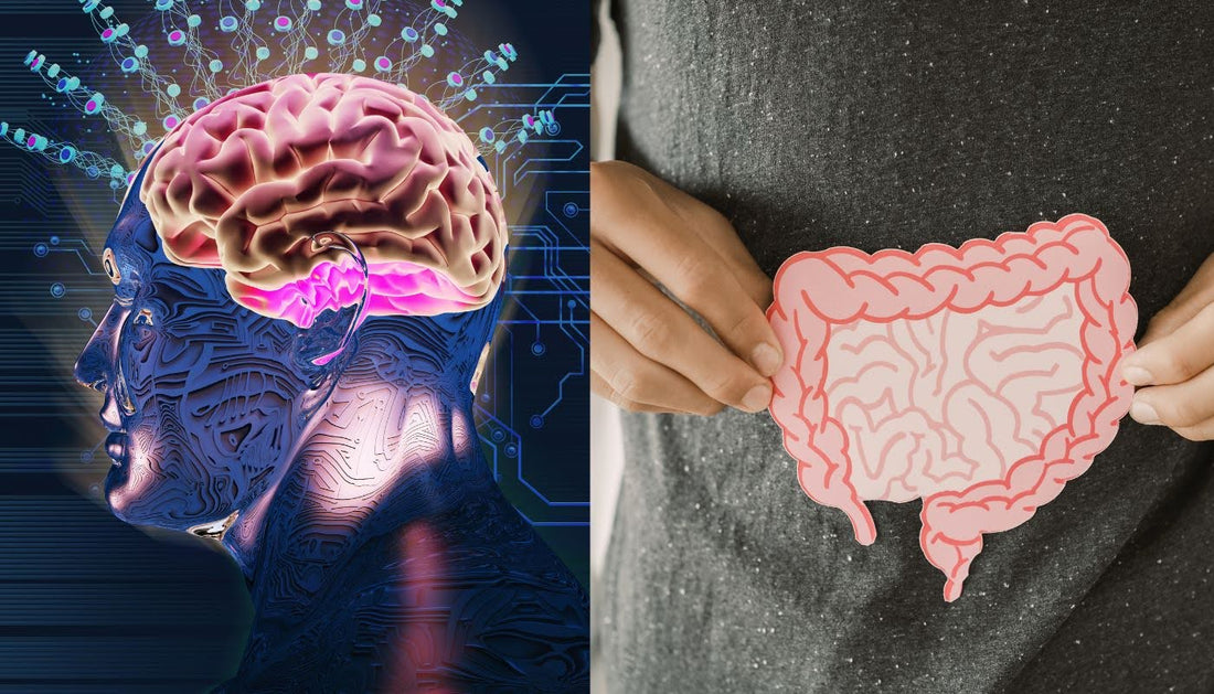 Probiotics Benefits for Anxiety: Understanding the Gut-Brain Connection