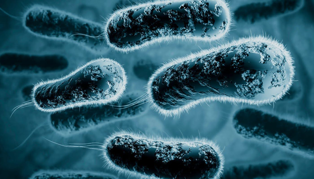 Bifidobacterium as a Probiotic: Roles, Benefits, and the Best Sources