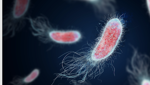 Preventing UTIs with Gut Health and Probiotics