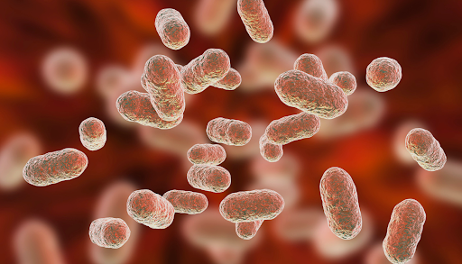 Understanding the Link Between Migraine and Gut Microbiota Imbalance