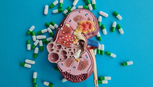 Role of Probiotics in the Prevention and Reduction of Kidney Stones