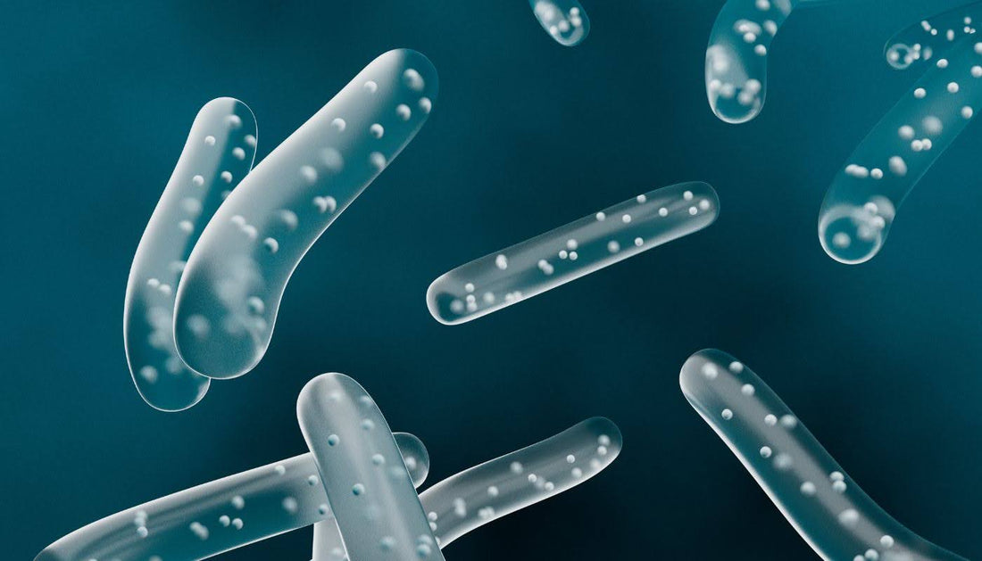 A Complete Guide to the Best Gut Health Supplements