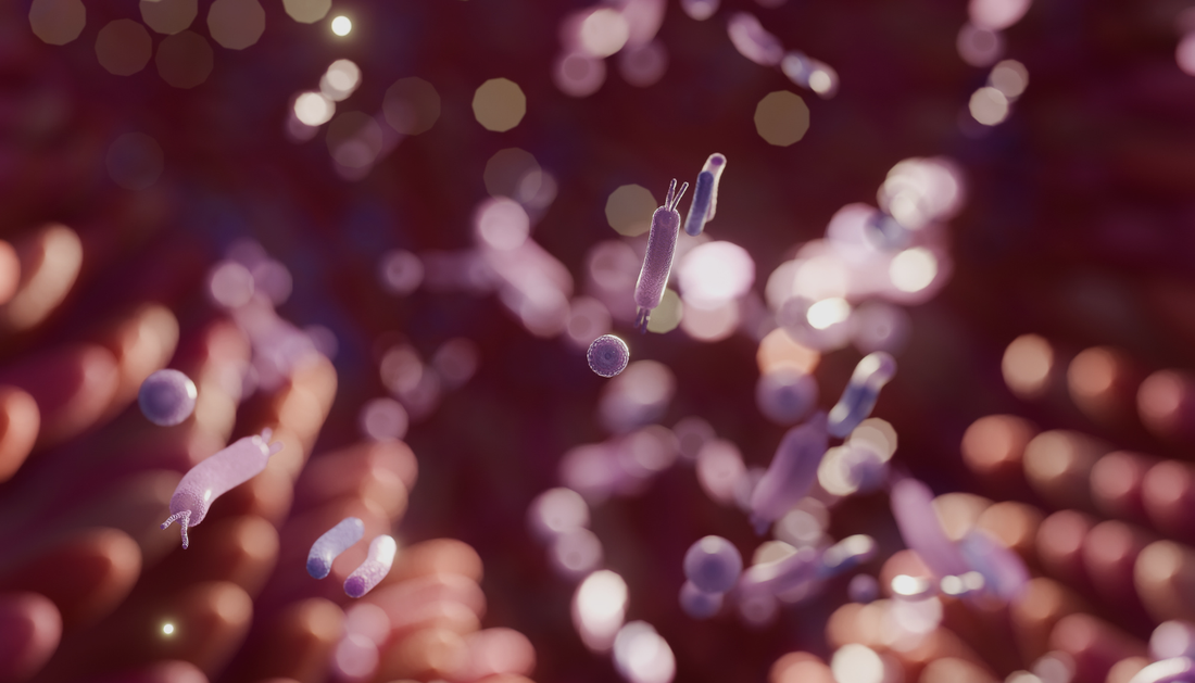 Beyond Sleep: The Impact of Melatonin on Gut Health