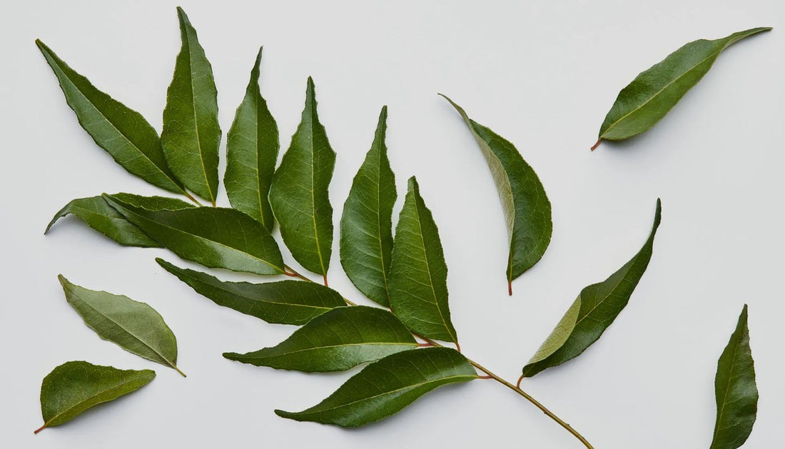 Can You Lose Weight by Eating Curry Leaves?