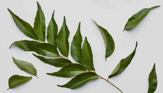 Can You Lose Weight by Eating Curry Leaves?