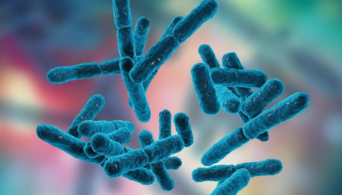 Common Types of Probiotics and Their Benefits