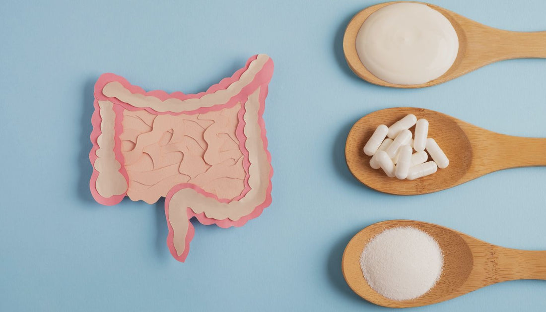 Difference Between Probiotics and Antibiotics: Impact on Your Gut