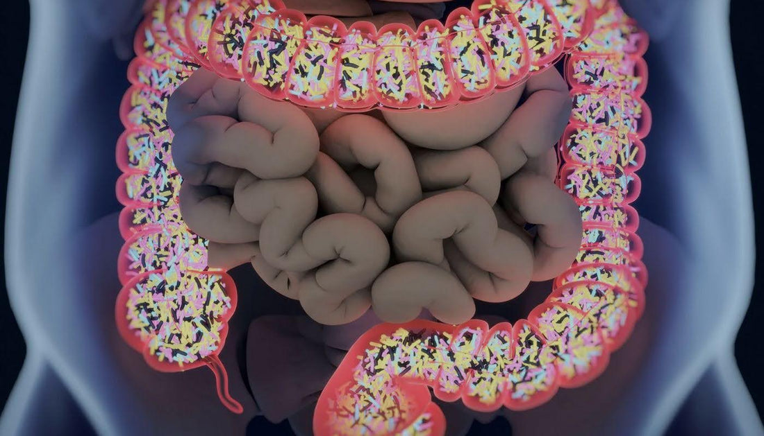 Gut Shot Weight Loss and Health Benefits
