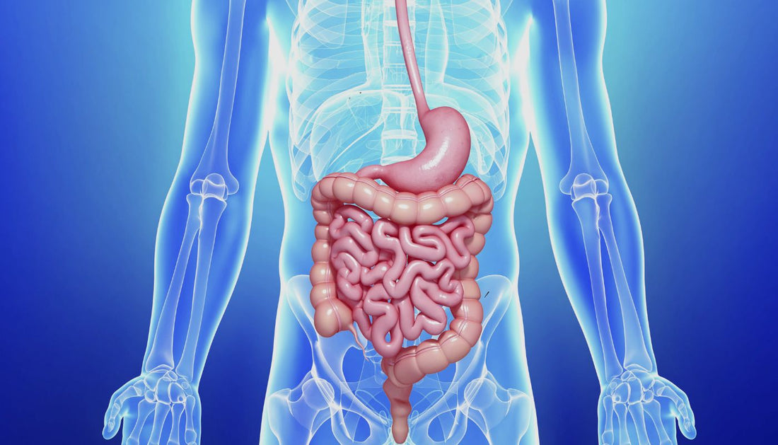 Home Remedies for Digestive Gas and Flatulence Treatment