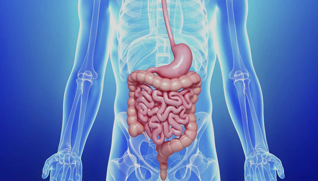 Lean Weight and Improved Digestion Explained