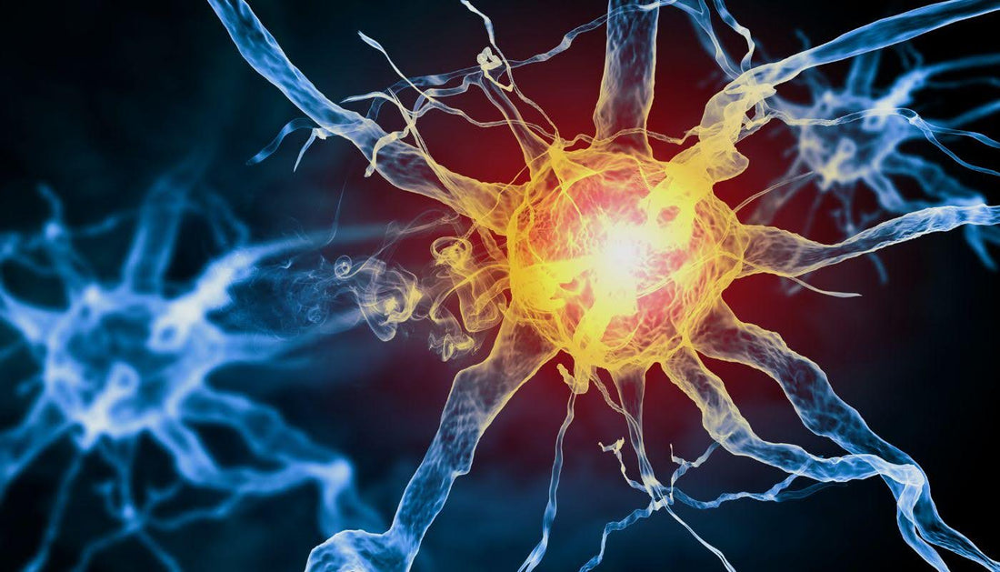 Peptide Hormones List: Overview, Functions, and Examples