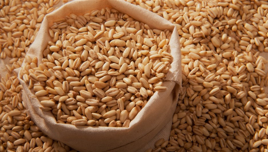 Common Misconceptions about Dietary Fiber