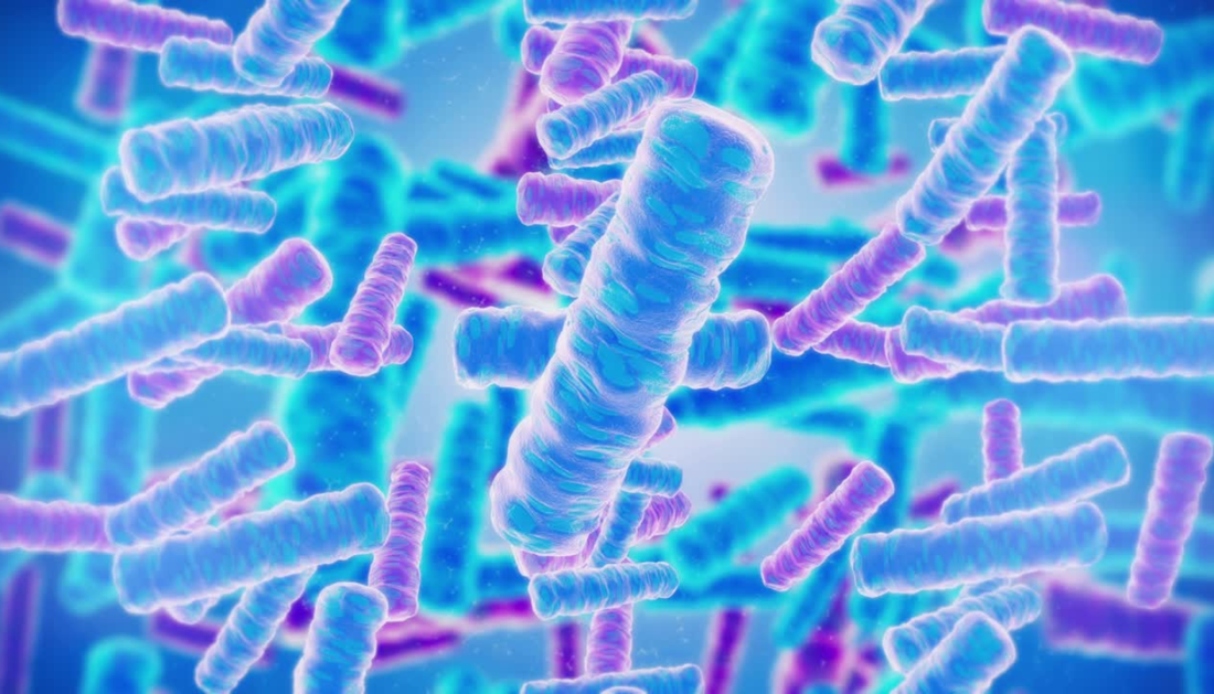 Understanding Multi-Strain Probiotics: Function, Effectiveness, and Impact on Brain Morphology