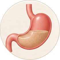 Stomach: Gel Formation