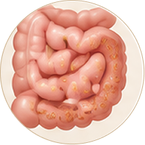 Small Intestine: Slows Absorption