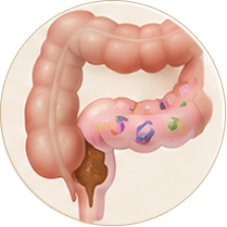 Large Intestine: Feeds Good Bacteria